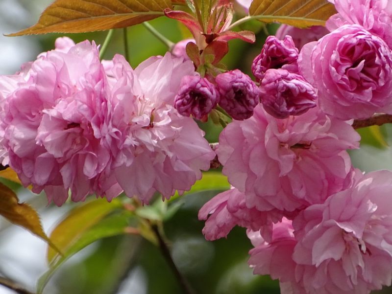 ▲大雪山國家森林遊樂區內的普賢象櫻綻放花朵迎賓，美不勝收。〈圖／記者黃玿琮攝〉