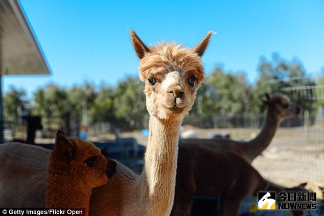 ▲澳洲目前已有70間餐廳推出羊駝料理，有大廚表示「脖子肉最鮮美」。（圖／翻攝自dailymail）