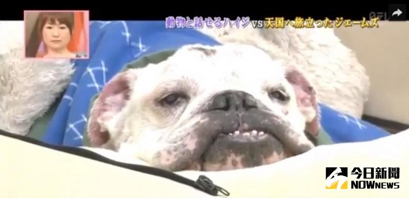 ▲今年2月時詹姆斯因年紀太大　已經奄奄一息。（圖／翻攝自dailymotion）