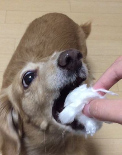 ▲日本這隻長毛臘腸犬吃棉花糖的幸福表情，讓網友瘋狂。（圖／翻攝自推特）