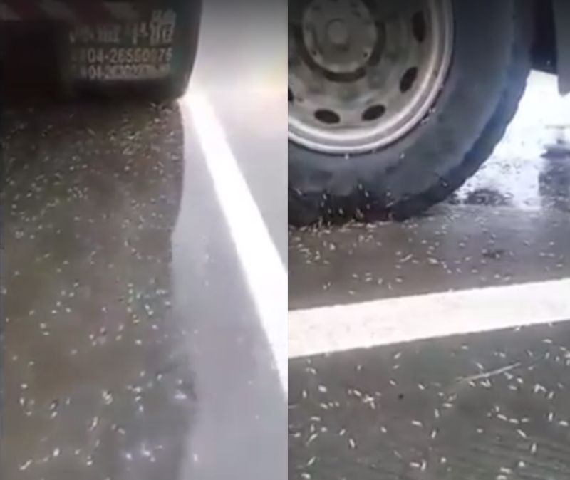 ▲休息站驚見滿地蛆蟲。（圖／翻攝自爆料公社）