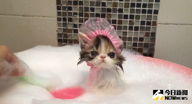 ▲小貓洗泡泡澡，戴上粉色浴帽超可愛。（圖／翻攝自臉書）