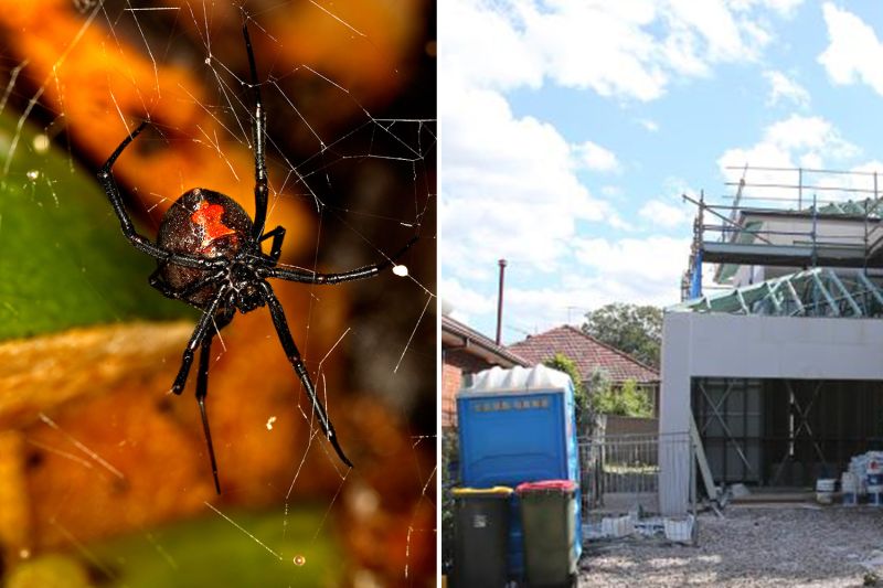 ▲一名工人日前在工地上廁所時，竟遭到紅背蜘蛛咬中生殖器。（圖／翻攝自THESUN）