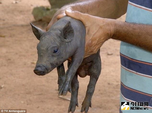 ▲巴西驚見雙性豬，同時擁有雌性生殖器和雄性睪丸。（圖／翻攝自dailymail）