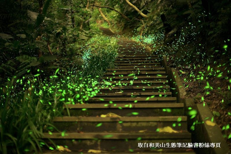 ▲年初寒流攪亂生態　新店和美山不見螢火蟲蹤影