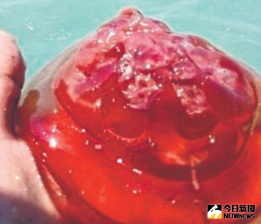 ▲馬來西亞吉膽島海域出現大量紅色水母，嚴重影響當地漁民生計。（圖／翻攝自聯合早報網）