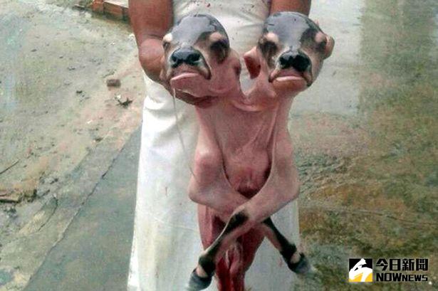 ▲母牛腹中驚見雙頭牛死胎，模樣激似外星生物。（圖／翻攝自mirror）