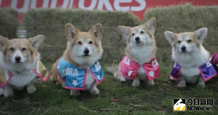 ▲史上最萌賽跑，參賽全是短腿柯基。（圖／翻攝自YouTube）