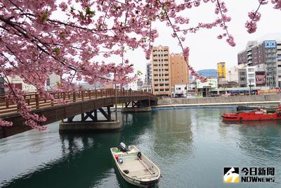 日本櫻花開了，日本Weather map在Twitter上表示，福岡和名古屋櫻花都開始綻放，預估大阪開花日落在23日，東京則是29日滿開。中央社記者陳葦庭攝　105年3月19日