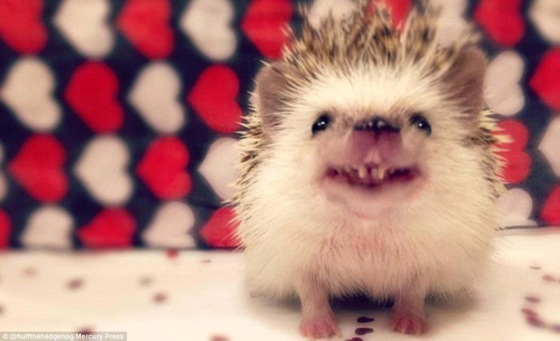 ▲刺蝟「赫夫」擁有吸血鬼牙齒，招牌笑容擄獲許多網友的心。（圖／翻攝自dailymail）