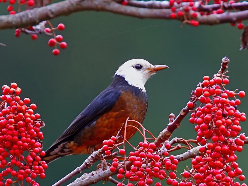 ▲大雪山國家森林遊樂區內白頭鶇美麗的倩影。〈圖／東勢林區管理處提供〉