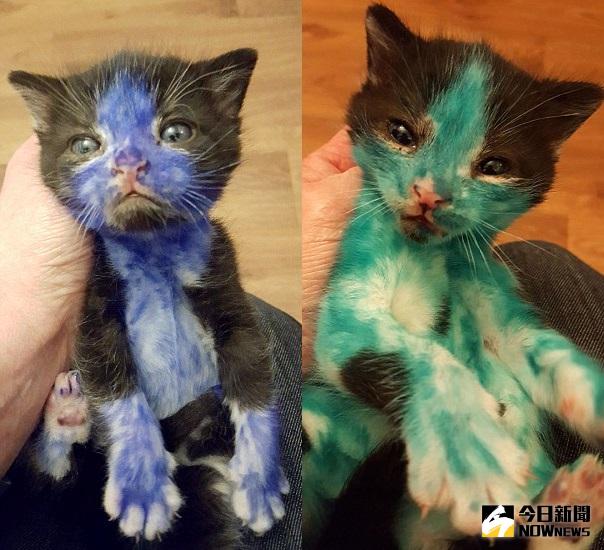 ▲小貓咪全身被塗色，可憐模樣令人十分心疼。（圖／翻攝自dailymail）