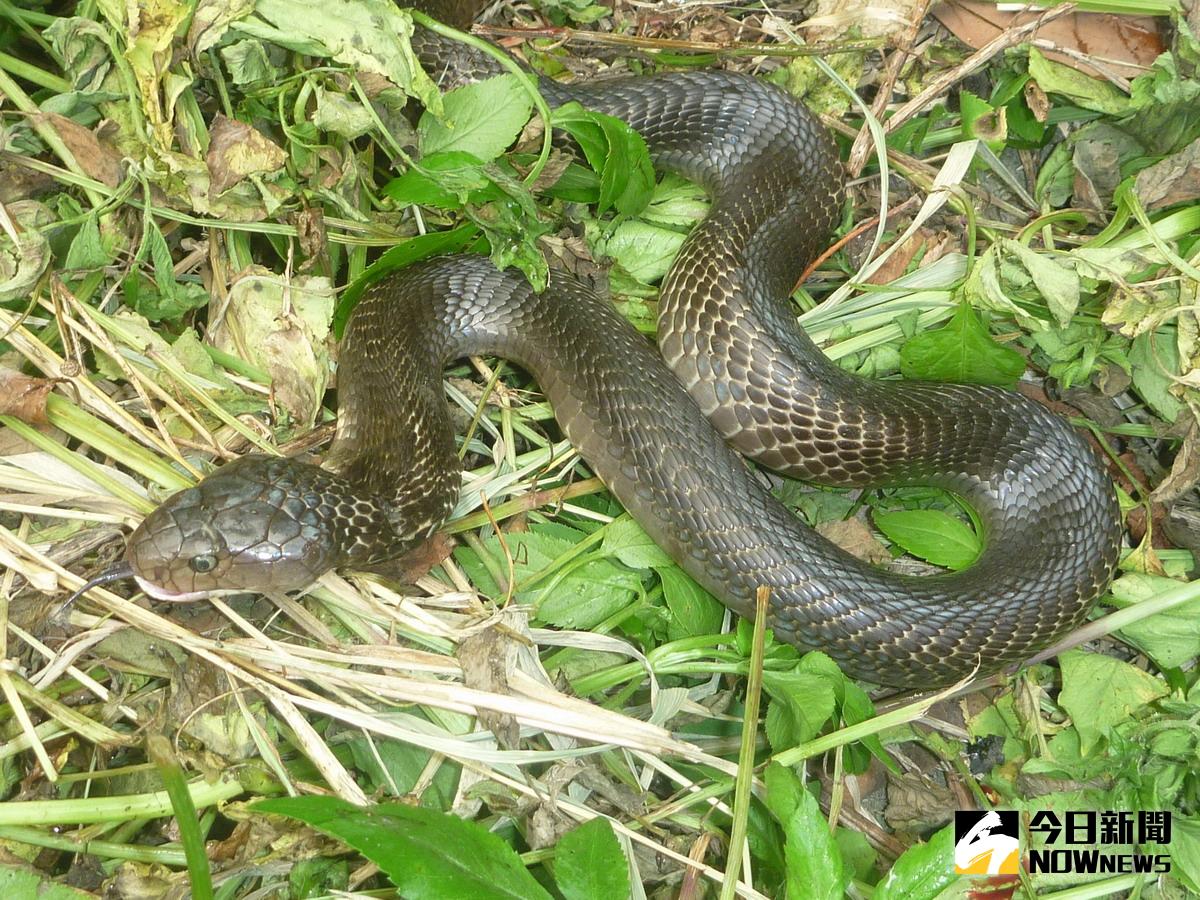▲夏季蛇類活動頻繁，近日出現許多被蛇咬案例。（示意圖，非文內蛇類／NOWnews資料照）