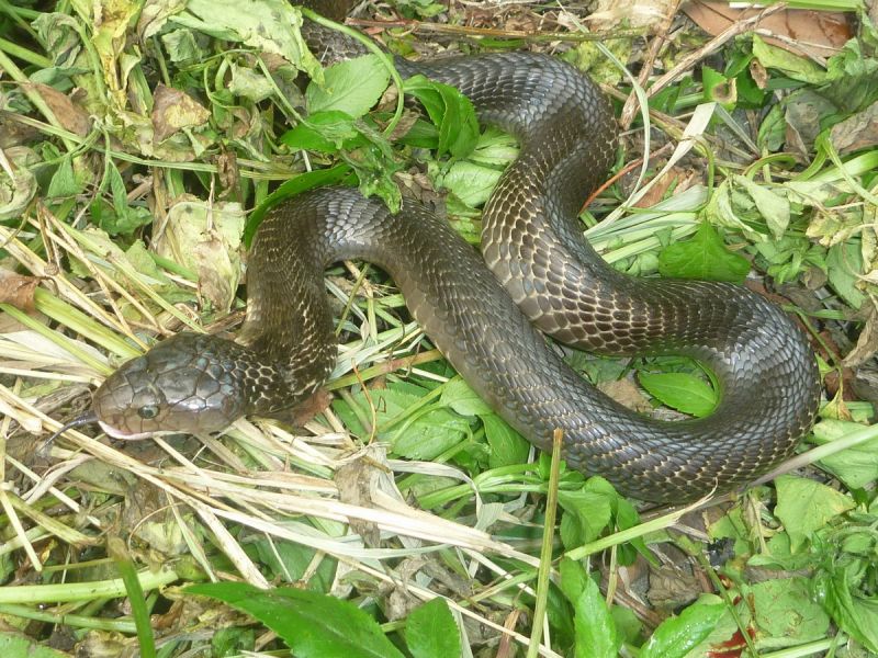 ▲夏季蛇類活動頻繁，近日出現許多被蛇咬案例。（示意圖，非文內蛇類／NOWnews資料照）