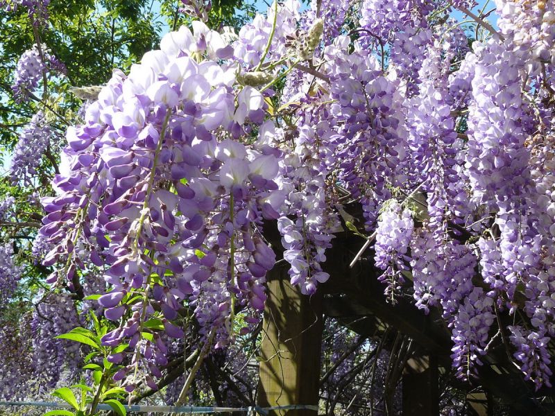 ▲武陵山莊前庭走廊花架間的紫藤花，有如紫色瀑布般清新優雅。〈圖／東勢林區管理處提供〉