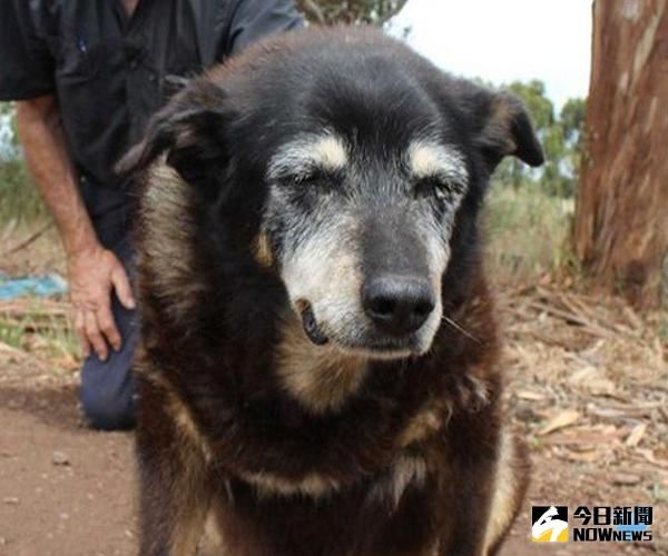 ▲「瑪姬」號稱是全世界最老的狗，在上周以高齡30歲離世。（圖／翻攝自newsmax）