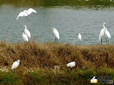 台南市四草濕地鴨科排遺檢出H7N6及H7N7亞型禽流感病毒，台南市動保處表示，此病毒雖不具高病原性特徵，但呼籲民眾勿直接接觸野外禽鳥或其排泄物。