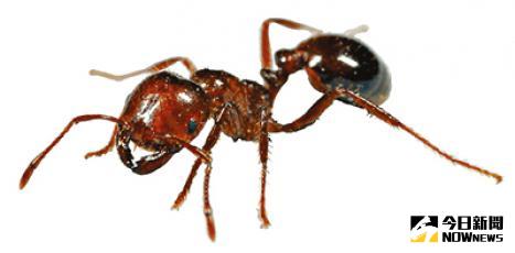 ▲八里疑似又有紅火蟻疫情傳出。（圖／翻攝自網路）