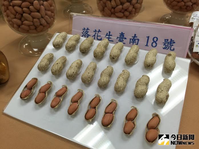 ▲本土落花生再添新品種臺南18號。（圖／公關提供）