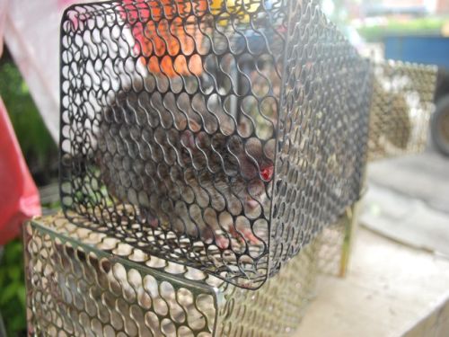 捕鼠籠放泡麵沒用？台南環保局揭老鼠最愛吃清單　眾曝光抓鼠禁忌
