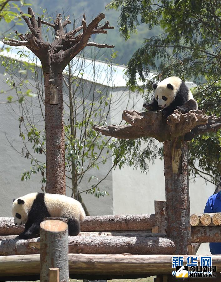 這是5月11日在「中華大熊貓苑」內拍攝的2015年出生的大熊貓。