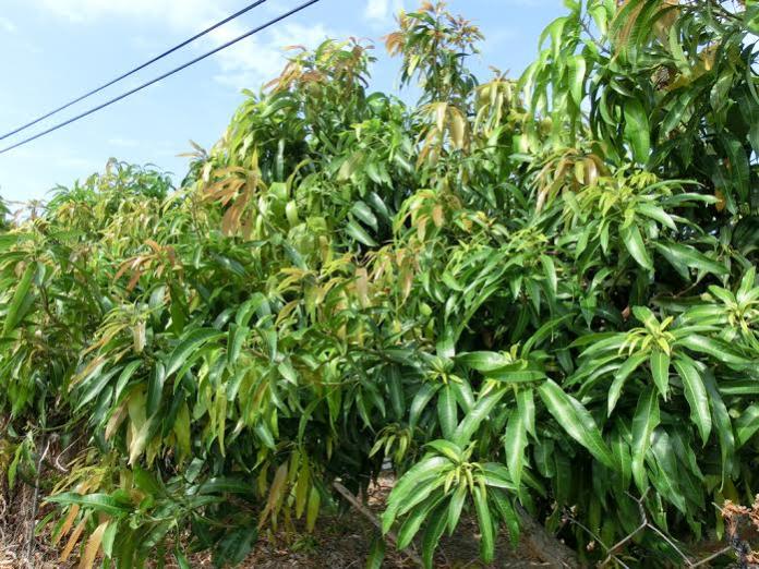 ▲各縣市芒果及荔枝減產及產期延後。（圖／公關提供）