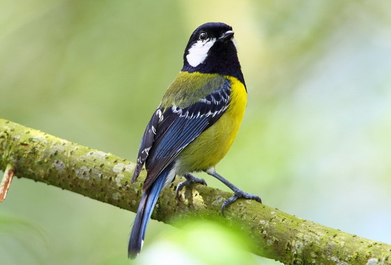 ▲大雪山遊客服務中心內，將展出青背山雀等30種大雪山常見鳥類照片。（東勢林區管理處提供、中華民國野鳥學會吳崇漢攝影）