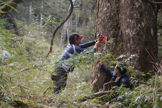 ▲丹大工作站約僱森林護管員郭智筌深入中央山脈進行森林資源調查。