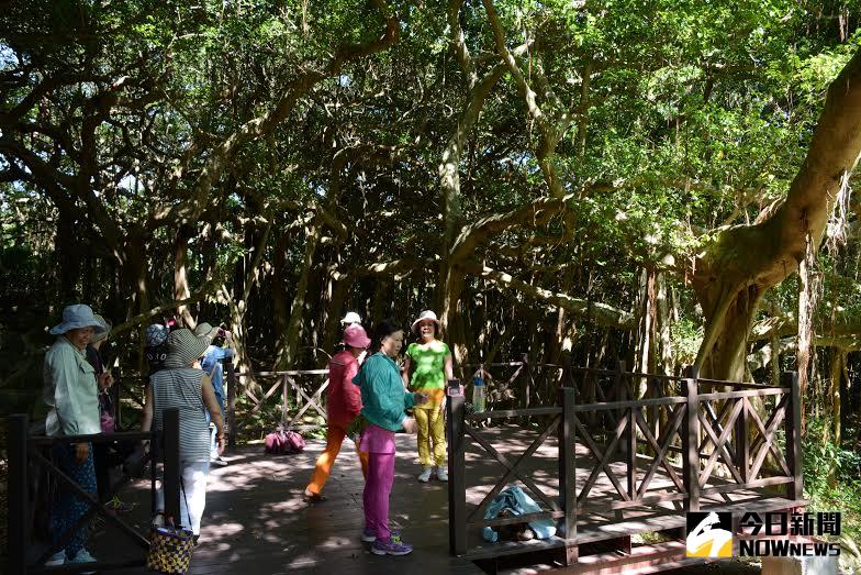 ▲一樹成林的港口白榕園環境教育體驗。（圖／公關提供）