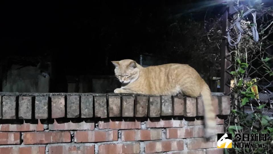 ▲台大僑生虐殺兩隻浪貓，遭台大校方勒令退學確定。圖為溫州街「大橘子」。（圖／翻攝自 lechat路上撿到一隻貓粉絲團）