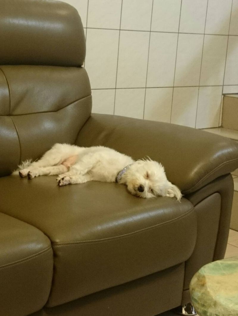 ▲若寵物狗有感染心絲蟲的症狀，應盡早篩檢。（圖／公關照片）