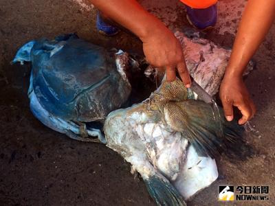 綠島龍王鯛確認遭到捕殺，陳姓民宿業者坦承捕捉龍王鯛；但消息曝光後，將龍王鯛支解埋在綠島監獄旁，海巡人員隨後在供述地點找到4塊魚塊，包括魚頭。（海巡提供）中央社記者盧太城台東傳真　105年5月22日