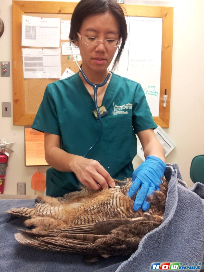 ▲台灣猛禽研究會的會員王齡敏獸醫師，在明尼蘇達猛禽中心的工作狀況，她正在檢查一隻麻醉中的大型貓頭鷹──美洲鵰鴞。（圖／台灣猛禽研究會提供）