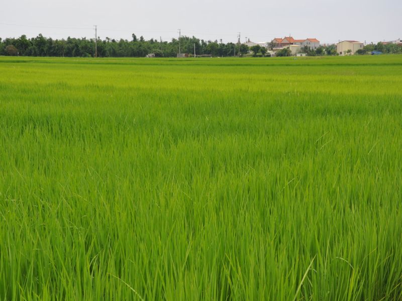 台南市政府105年1期作調整耕作制度活化農地計畫休耕與轉作統計，休耕面積有13059公頃，較上年度同期的15536公頃，減少2477公頃。