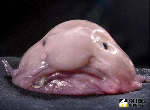 ▲世界最醜生物TOP5！反萌差更吸引人。（圖／翻攝自網路）