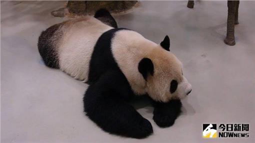 ▲陸媒瘋傳貓熊「團團」死訊，台北市立動物園園長金仕謙表示「網路謠言」。（圖／翻攝自台北市立動物園）