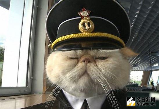 ▲短毛貓咪水手（Sailor）堪稱是「史上最萌船長」。（圖／翻攝自YouTube）