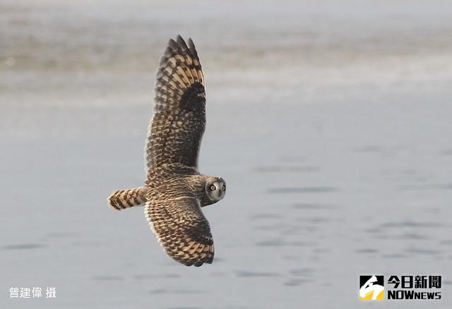 ▲「沒有頭」的遷移飛行器：短耳鴞。（圖／曾建偉提供）