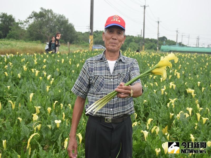 外埔區水流東旁農田，「海芋」黃澄澄的黃色花朵盛開，吸引不少遊客參觀拍照，農友梁宗特別以每株二十元低價賣給遊客以增遊興。記者陳榮昌／攝
