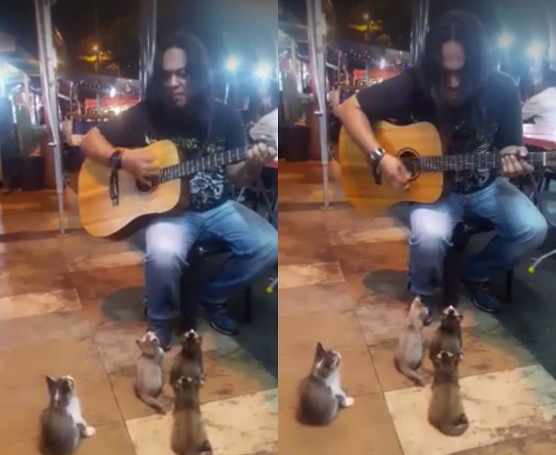▲街頭藝人表演沒觀眾，竟突然冒出4隻幼貓前來捧場，模樣十分可愛。（圖／翻攝自臉書）