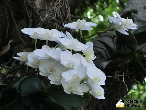 ▲圖說: 科博館植物園外面的台灣特有原生種蝴蝶蘭-台灣阿嬤。（記者賴淑禎攝）