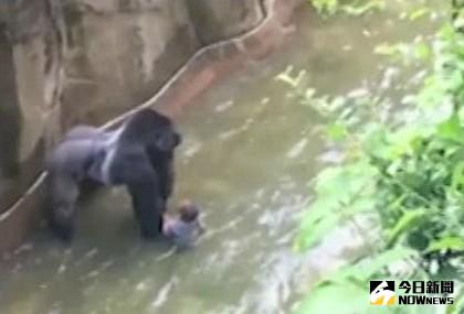 ▲男童墜入大猩猩區的壕溝內。（圖／翻攝自WLWT新聞畫面）