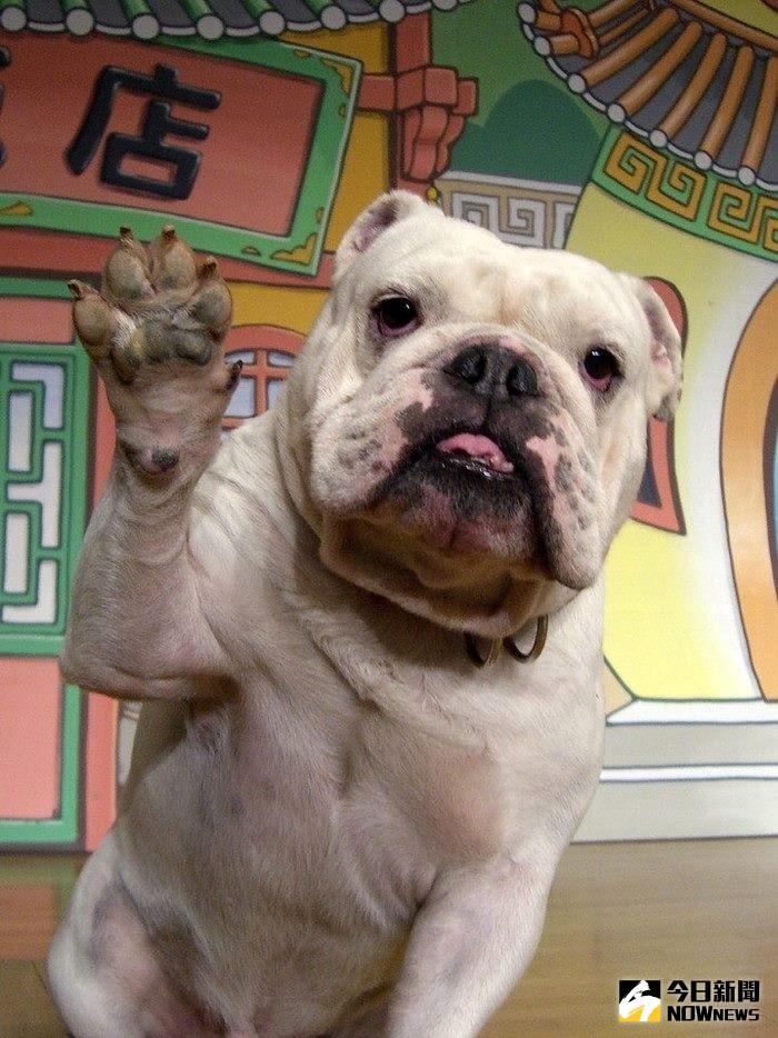 ▲《狗狗猩猩大冒險》中的鬥牛犬詹姆斯　3月時以12歲高齡過世。（圖／翻攝自阿蘇卡德利動物樂園臉書）