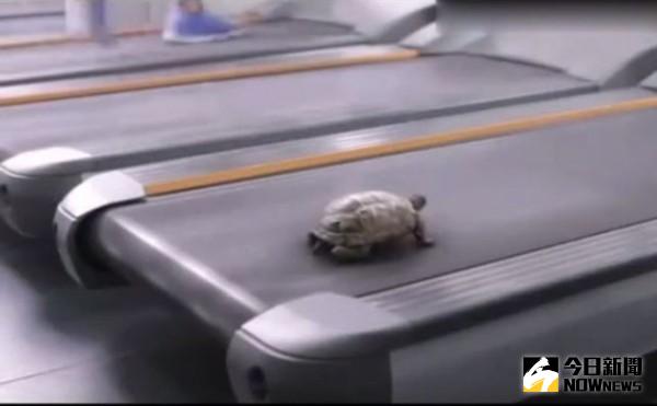 ▲慢烏龜玩跑步機，一秒變「奔跑龜」。（圖／翻攝自YouTube）