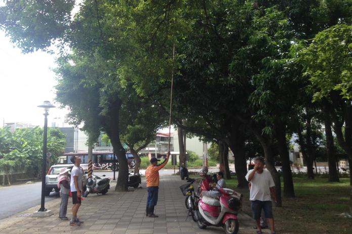 ▲凸檨仔是老一輩台南人共同回憶，可吃檨仔兼乘涼，一舉兩得。（圖／黃芳祿攝）