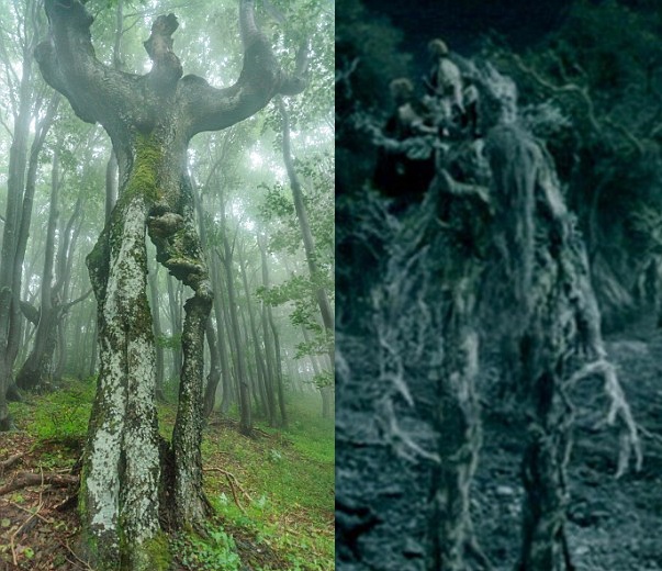 ▲科塞夫日前到巴爾幹山脈旅遊，竟驚見「樹人」真實版。（圖／翻攝自dailymail）