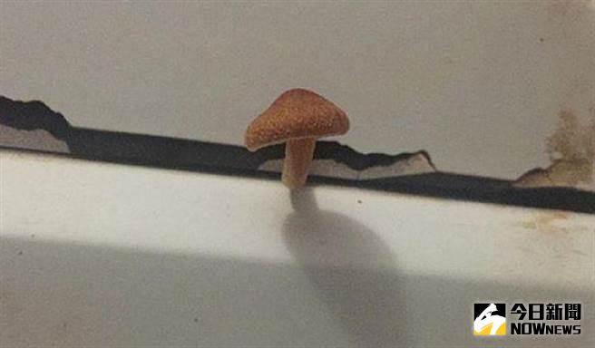 ▲浴室長香菇，日本網友直播煮來吃結果…。（圖／翻攝自2ch）