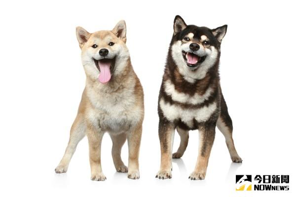▲秋田和柴柴　傻傻分不清楚？五個方法教你怎麼分辨！（圖／公關照片）