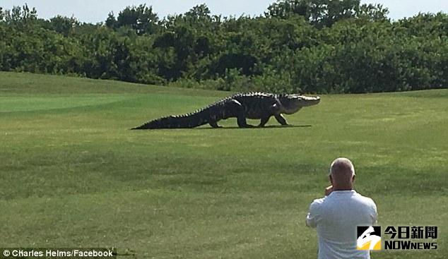 ▲高爾夫球場出現巨大鱷魚，嚇壞一旁球友。（圖／翻攝自dailymail）