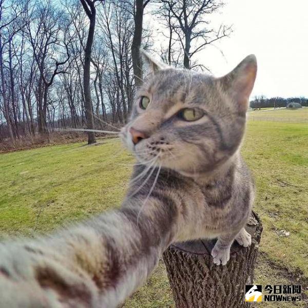 ▲可愛貓咪的偽自拍　看起來超專業！（圖／公關照片）